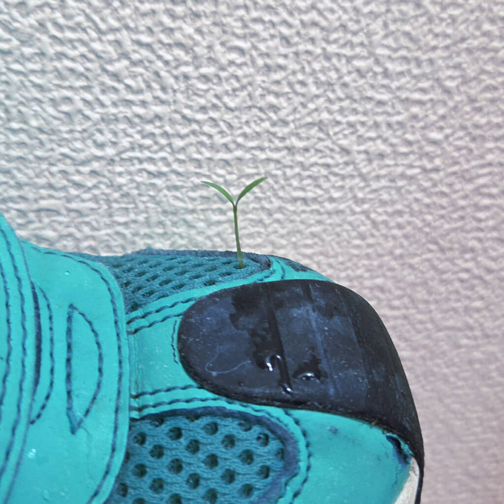 3歳児の靴をよく見ると……