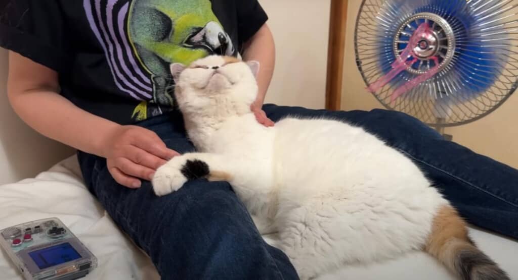 あんみつちゃんの病院終わりにくつろぎ中