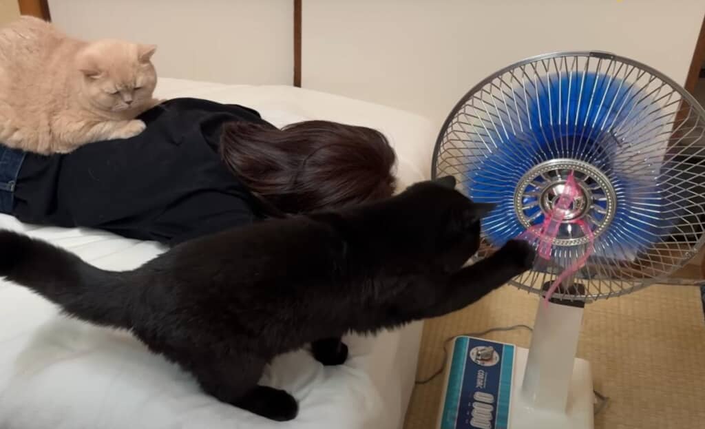 くまじろうくんは扇風機のヒモが気になるようです