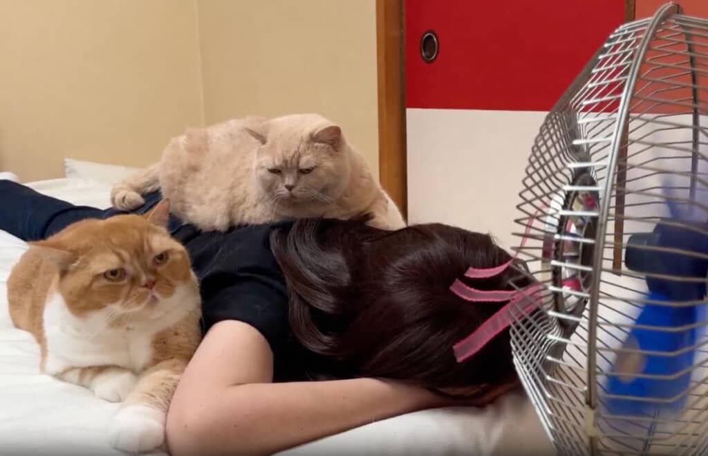 お母さん大好きな猫たち