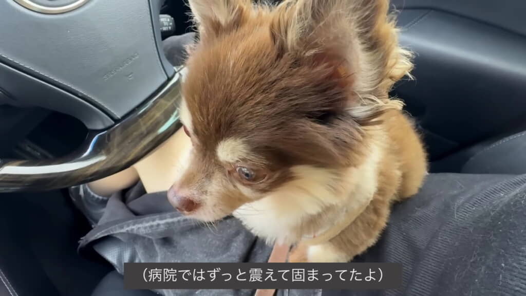 愛犬の健康診断へ