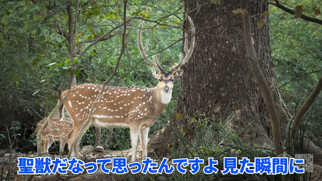 アクシスジカに遭遇しました