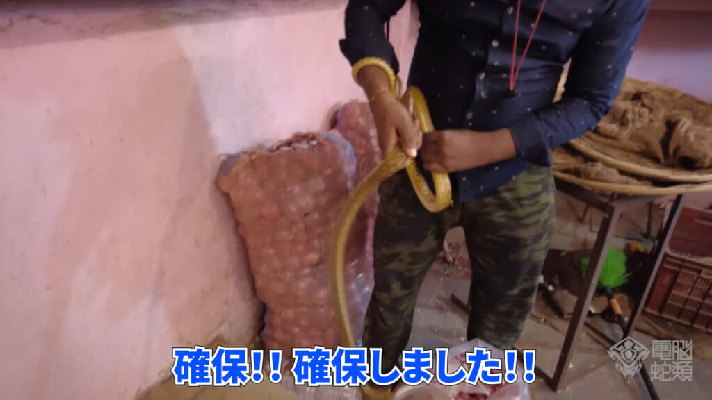 ビッグサイズなインディアンラットスネークを捕獲！
