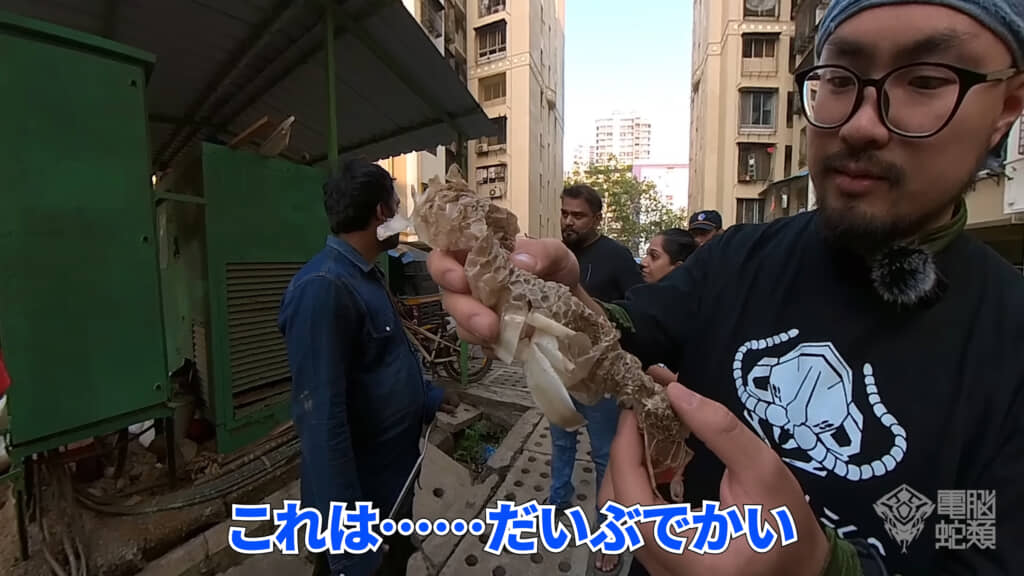 かなり大きなインドコブラが潜んでいるようです