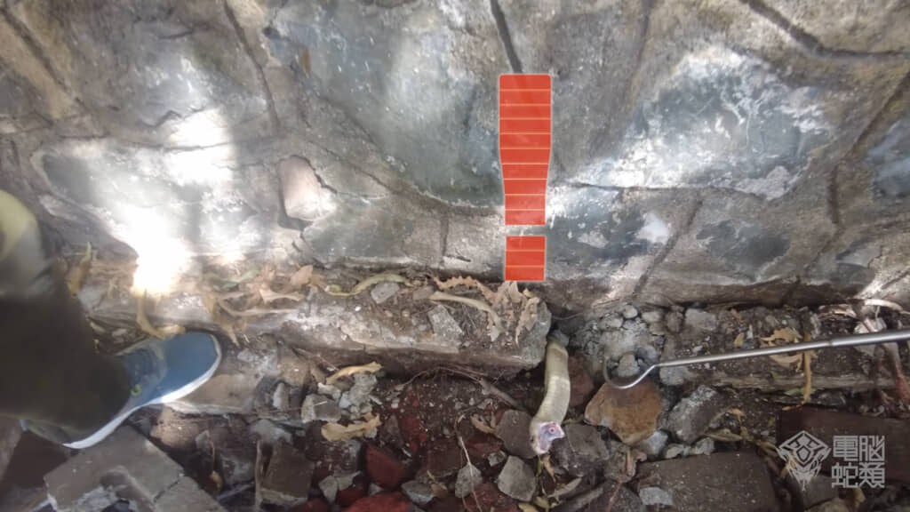 コブラの頭が出てきました！