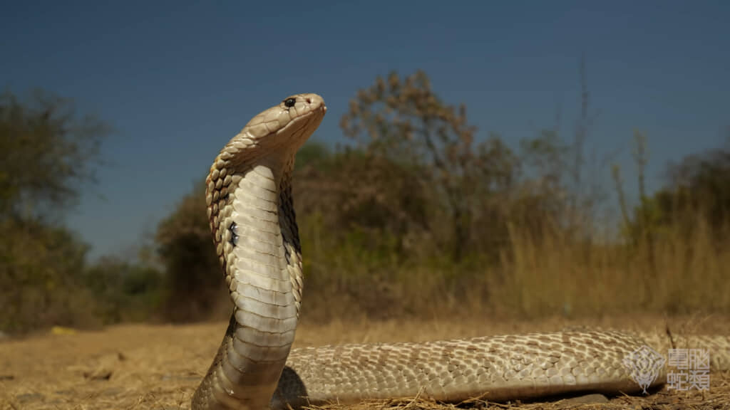 非常に立派なインドコブラです
