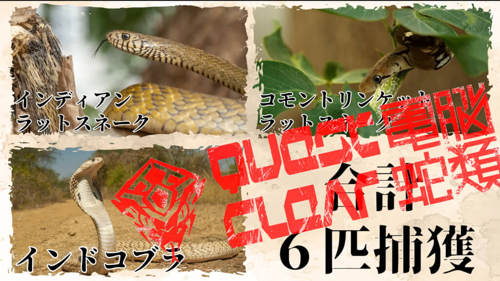 本日はヘビ6匹の捕獲に成功しました、お疲れさまでした！