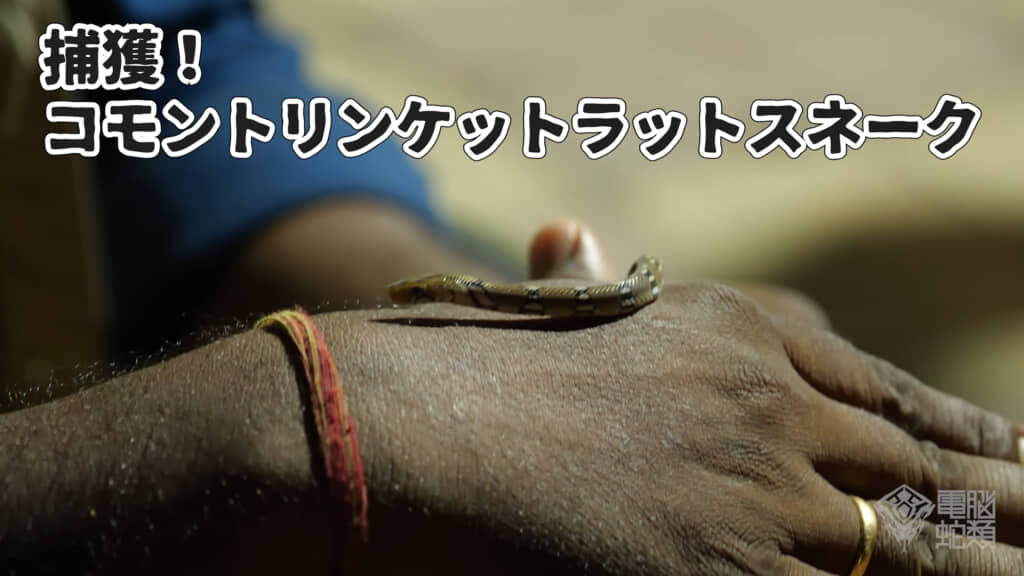 本日最後のヘビは「コモントリンケットラットスネーク」でした