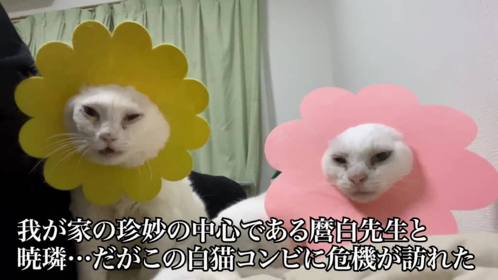 白猫コンビに危機が……