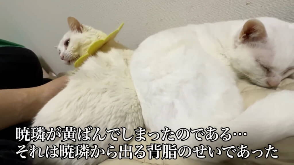 1匹黄ばんでしまいました