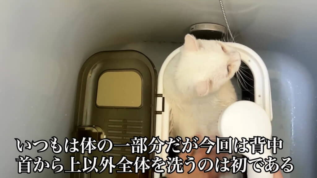 お風呂に入れることに