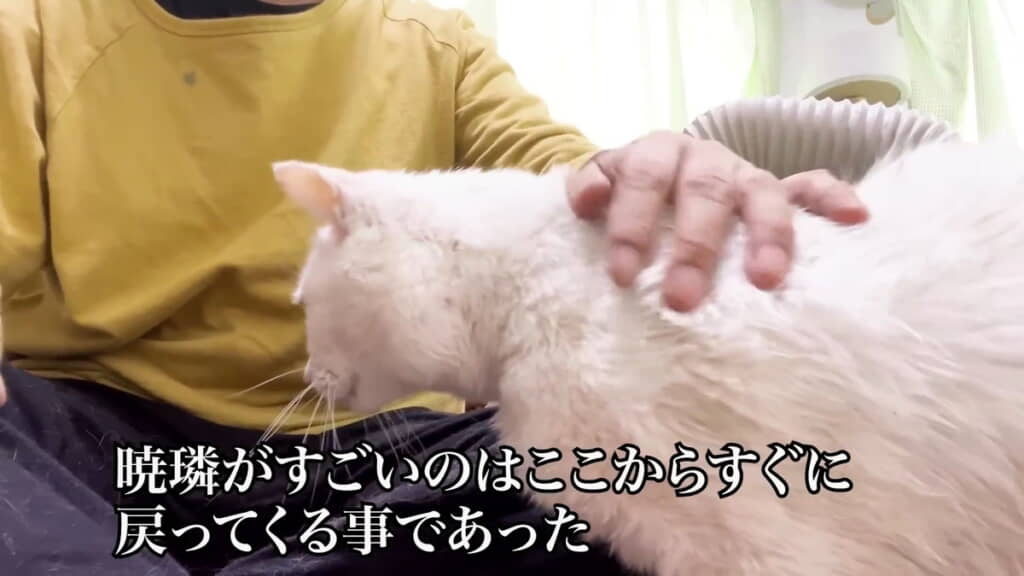 戻る猫