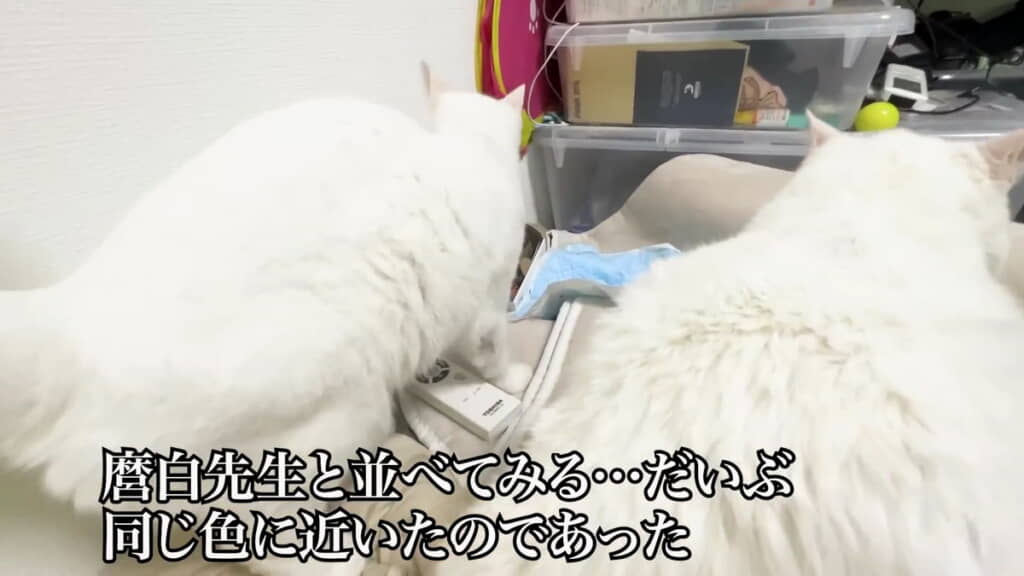 白に戻りました！