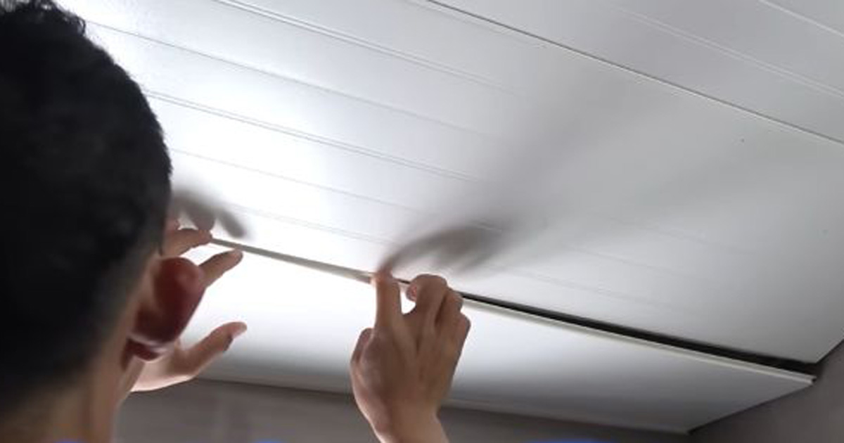 トイレの天井に違和感→のぞくと……　「わっなぜここに？」大量発生していた“まさかの生き物”に驚き「大事にならずによかった」（1/3） | その他生き物 ねとらぼ