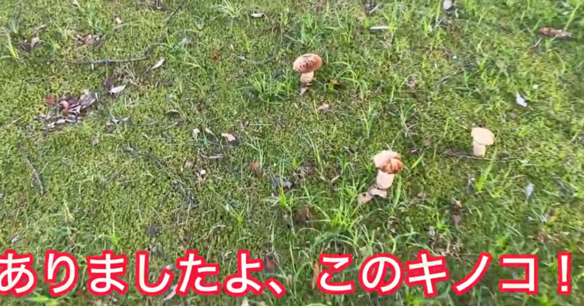 公園を歩いていたら……「こんな立派なきのこ見たことない」　まさかの“高級キノコ”に「すごい」「美味しそう」（1/3） | ライフスタイル ねとらぼ