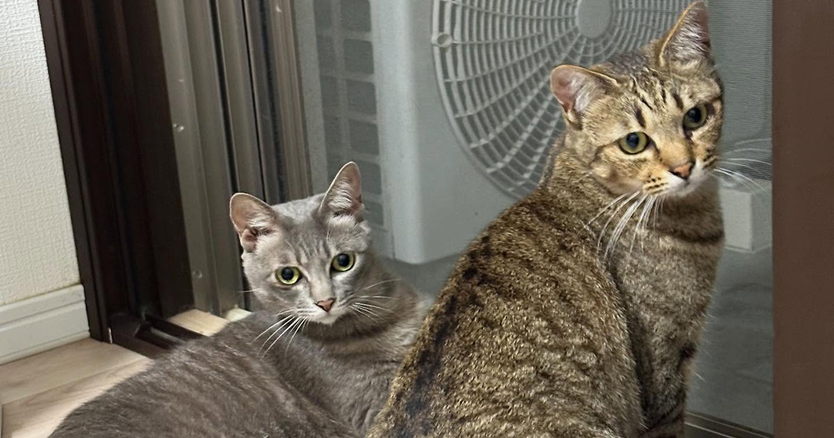 ChatGPTに“愛猫の擬人化”を頼んだら…… 「笑った」「手抜きw」　“そうはならんやろ”な結果に「面白すぎ」（1/2） | AI ねとらぼ