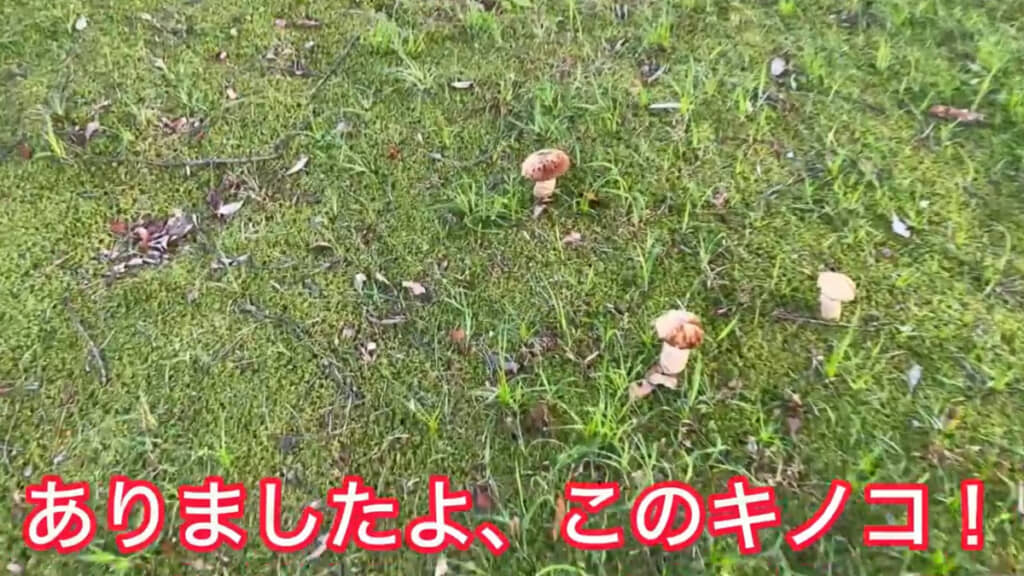 公園で立派なキノコを発見……！