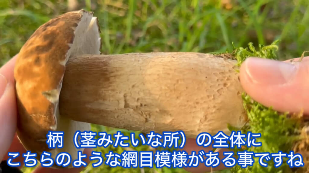 ざっくりとした特徴を紹介