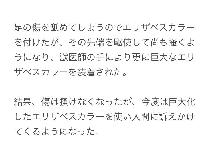 おおきなエリザベスカラーをつけることに