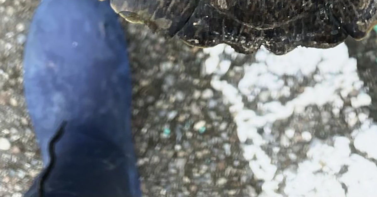 出勤中、道の駅スタッフが遭遇した“まさかの珍客”→正体に「こんなサイズ見たことない」「縁を感じます」（1/3） | その他生き物 ねとらぼ