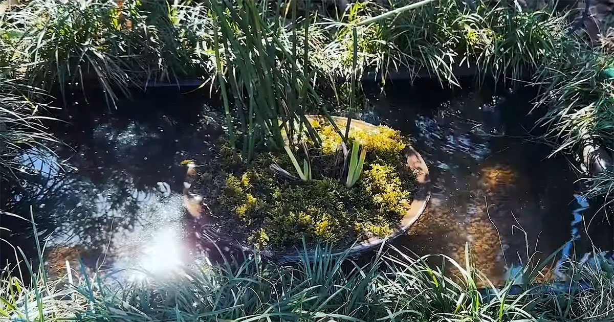 ビオトープを立ち上げて2年後……「あれっ？」　草ボーボーの中に潜む“思わぬ珍客”に「すごく気になります」（1/3） | その他生き物 ねとらぼ