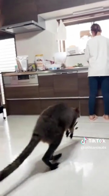 カンガルーが入ってきました