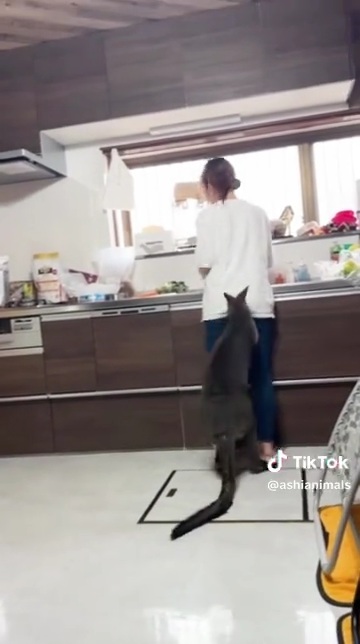 さらに近寄るカンガルー