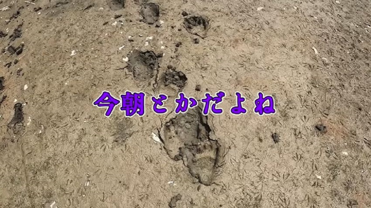 釣りしようとしたら“デカい足跡”を発見→ふと、山奥を見ると……　ド肝を抜く光景に「こわっ」「かなり危険」（1/3） | その他生き物 ねとらぼ