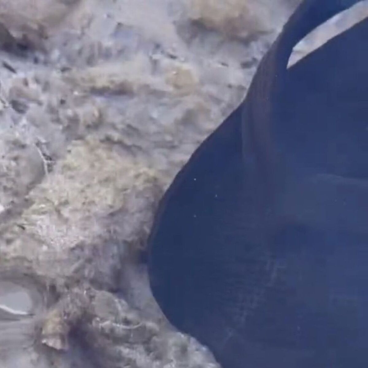 海に来た男性→石かと思い、サンダルでツンツンしたら……　まさかの生き物で「ヤバイヤバイ」「死ななくてよかった」と大反響 | その他生き物 ねとらぼ