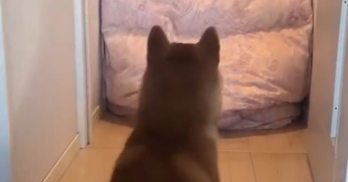 柴犬の目の前で、飼い主が一瞬で消えてしまったら……「どこいったのぉぉぉ！？」　“健気すぎる反応”が690万再生（1/2） | 犬 ねとらぼ