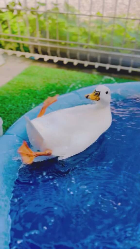 慌てて足をバタバタ