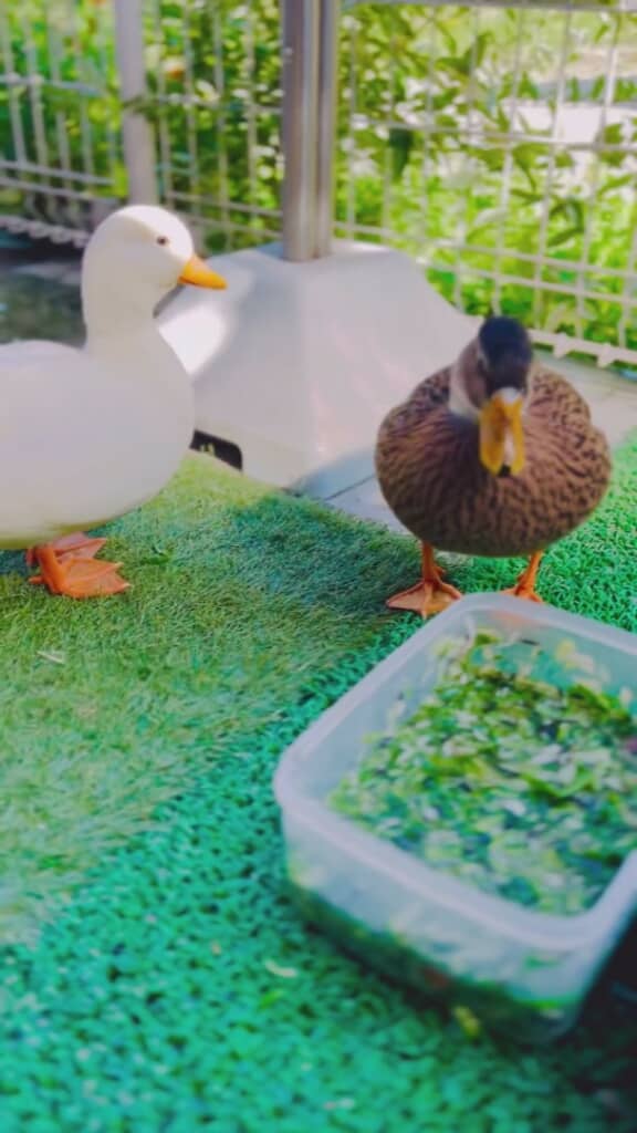 落ち着いた様子のみゅみゅちゃん、ひまるくん