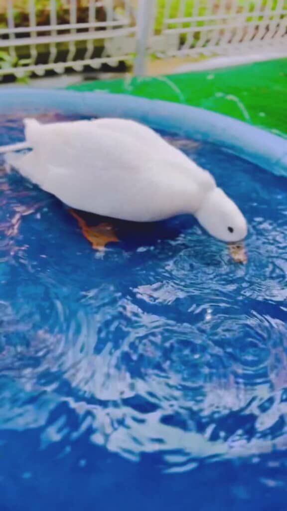 何事もなかったかのように遊び始めるウィンウィンちゃん