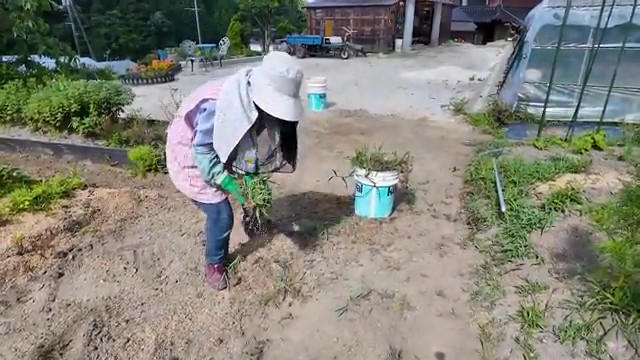 集めた雑草は手作業でバケツに入れます