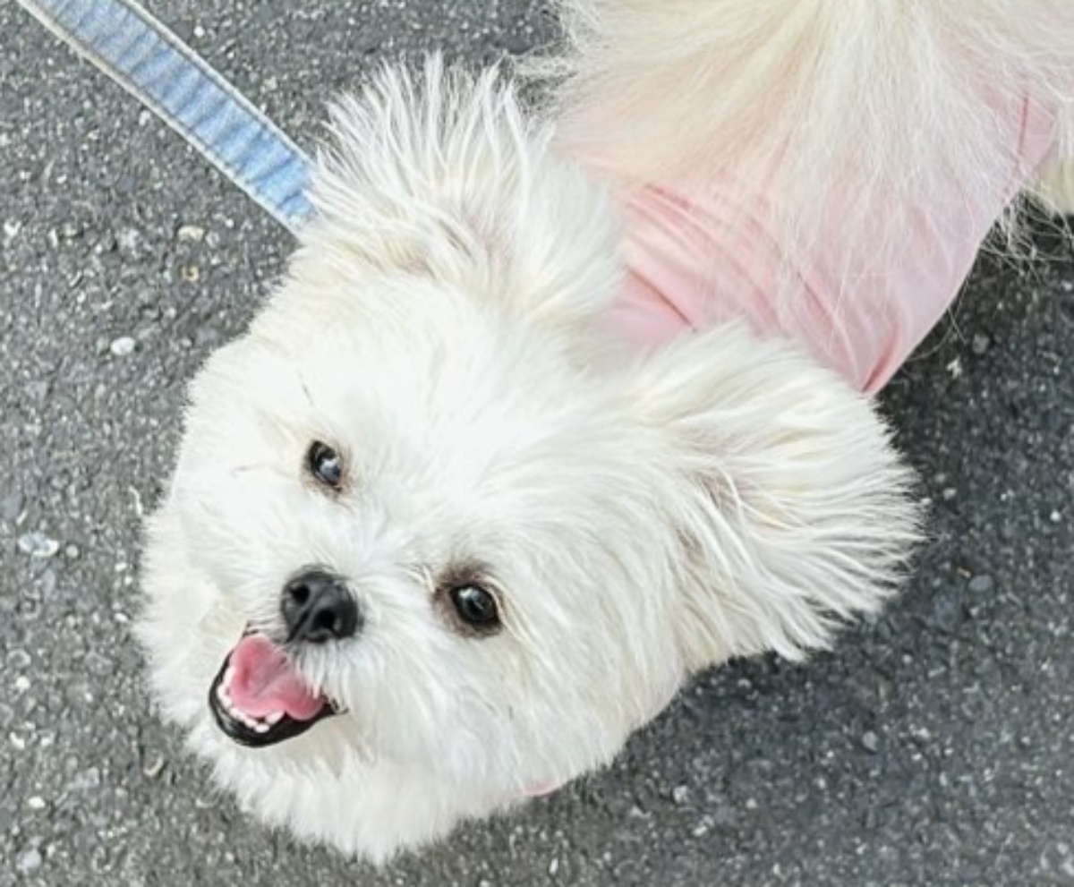 もうすぐ誕生日の愛犬のため、飼い主が用意したのは……　261万表示突破のアイデアに「センス良すぎて嫉妬」「愛おしすぎて顔がふやける」（1/3） | 犬 ねとらぼ