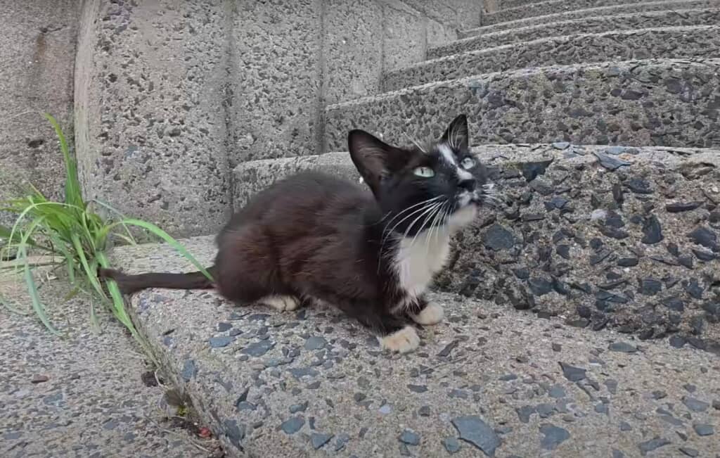 とっても人懐っこい野良猫