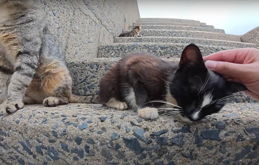 首元に釣り針が刺さっていることに気づきます