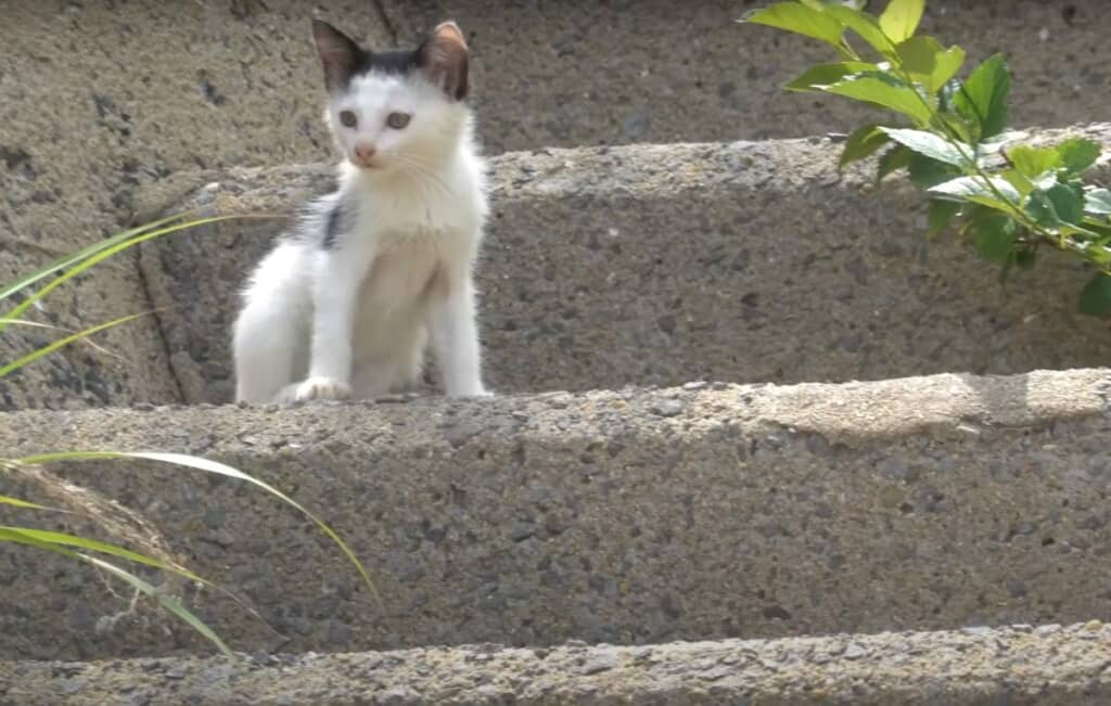 階段の上から子猫ちゃんが登場