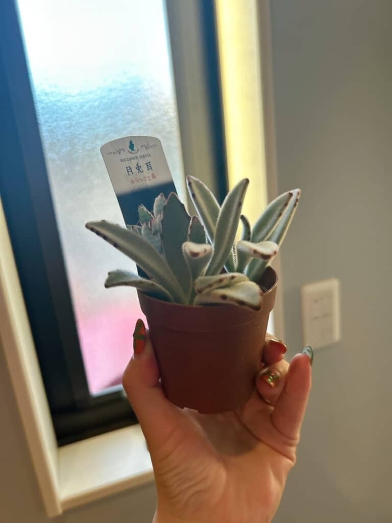 Rinrinさんがお迎えした月兎耳