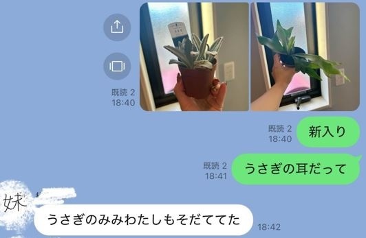 妹も育てていた月兎耳