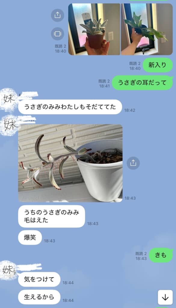妹が育てた月兎耳。ピンクの毛が……!?