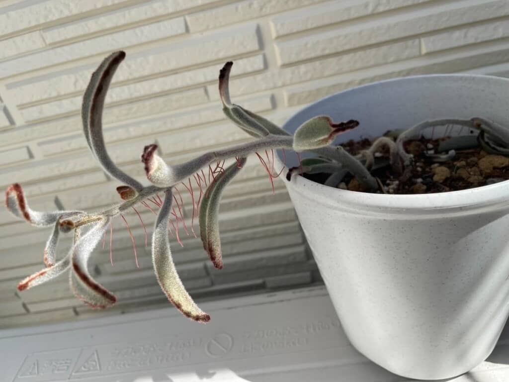 見れば見るほどウサギっぽくはない