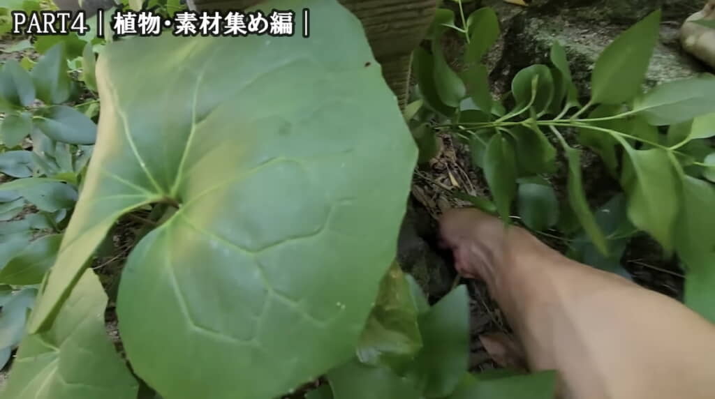実家の池の周りで草を採取