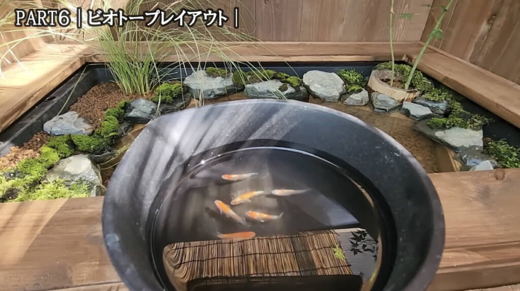 新しいビオトープへ引越しするメダカたち