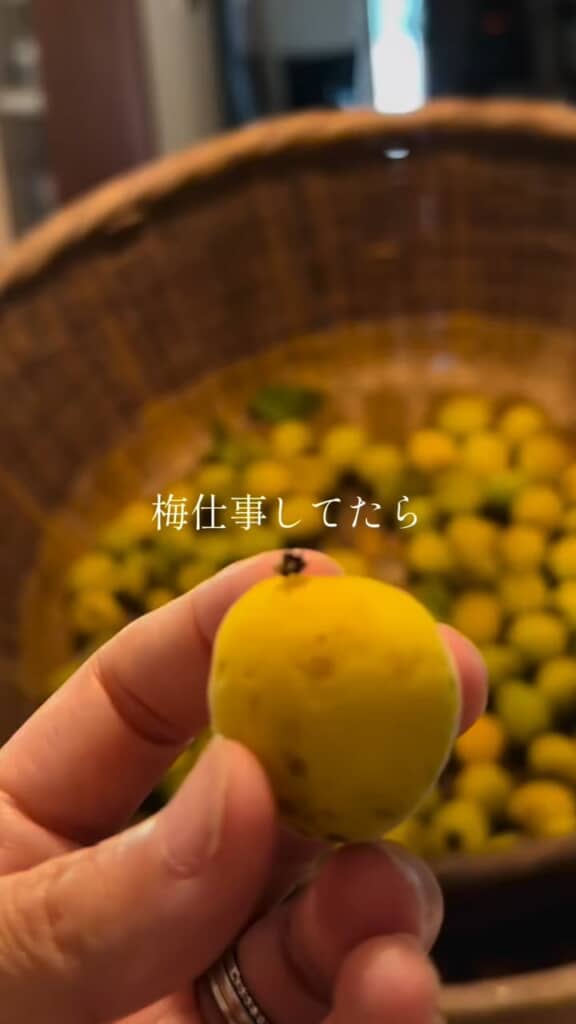 梅の実に、もぞもぞ動くお客さん