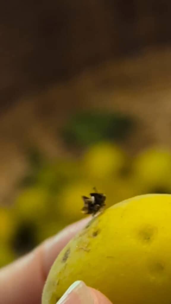 いびつで乱雑な雰囲気が「動く城」っぽい