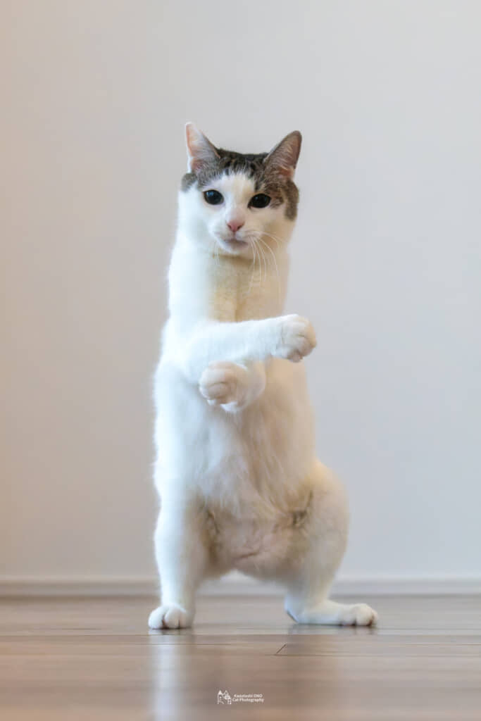 破壊殺・羅針！