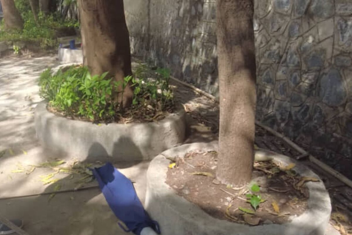 ふらっとインドへ行った男性→街のいたるところに潜む“まさかの生き物”に仰天「すごいなぁ」「恐ろしいですね」 | その他生き物 ねとらぼ