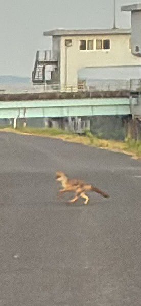 ヴェロキラプトルかティラノサウルスか