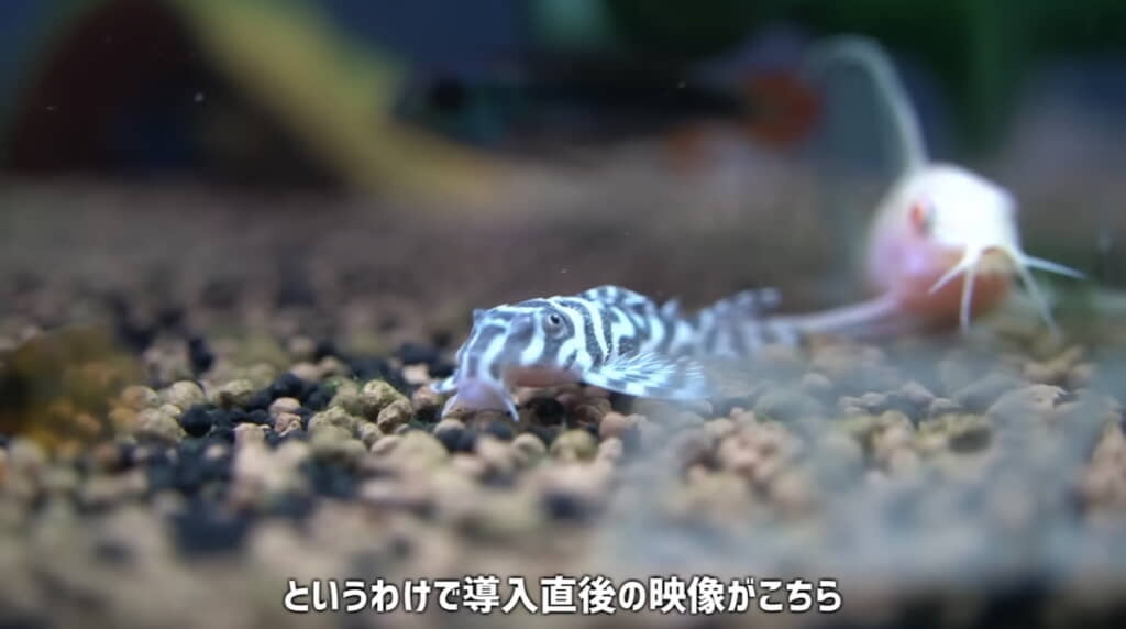 導入直後も落ち着いた様子
